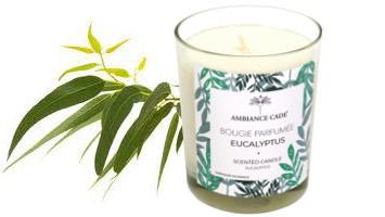 Bougie parfum eucalyptus